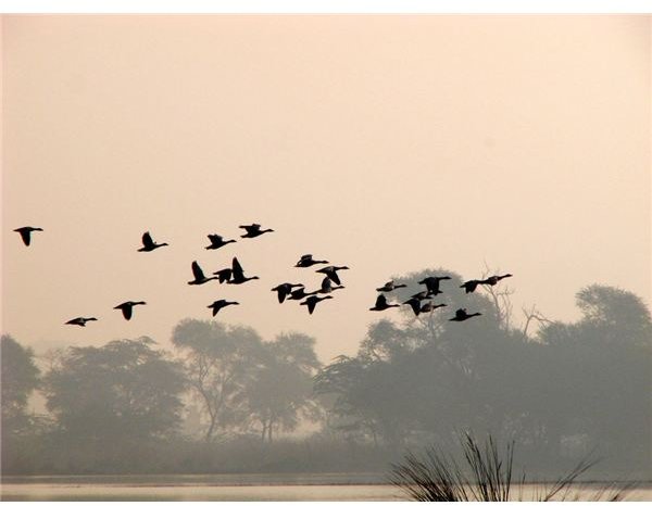 A flock of ducks in flight represents dawn