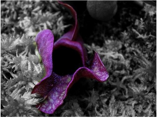 Purple Leaf Selective Colorization