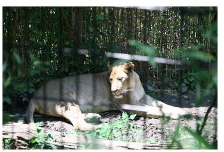 The African lion when shot from the regular distance