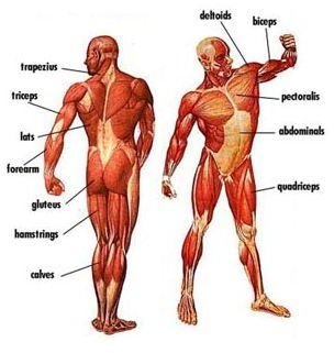 Exercising and Using Different Muscle Groups In Your Workout