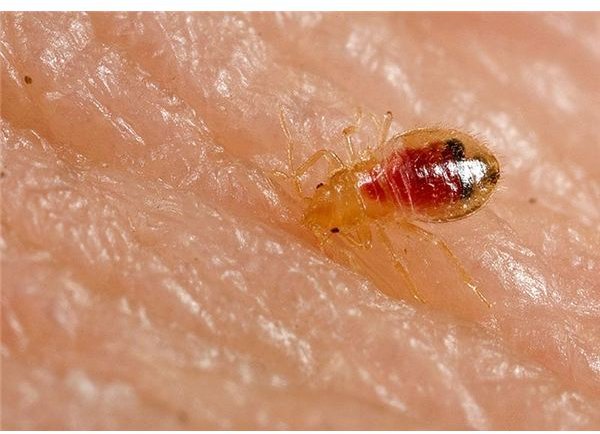 facts about bed bugs