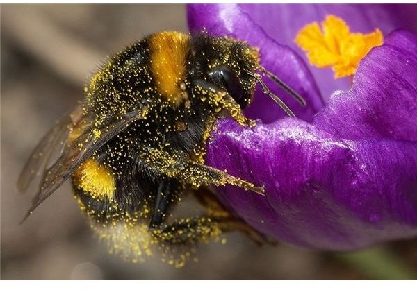 Bumblebee (covered with pollen)