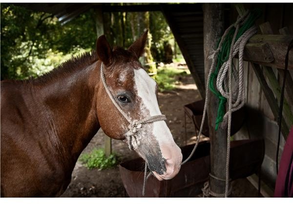 Kindergarten Lesson: Learning About Life on a Ranch