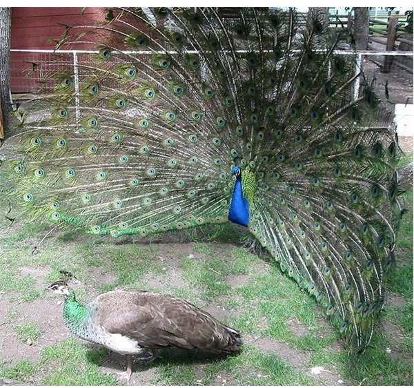 Peacock Courting A Peahen