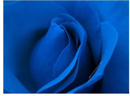 blue-rose-10