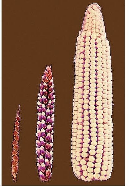 genetically modified corn
