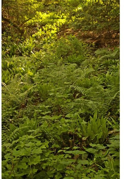 Ferns Used to Accumulate Arsenic from the Soil