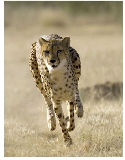 Wild Cheetah Facts: Learn about this Amazingly Fast Cat