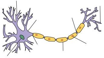 Neuron Structure