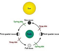 Learn What Cyclical Stocks are and Understand Their Relationship to the Business Cycle