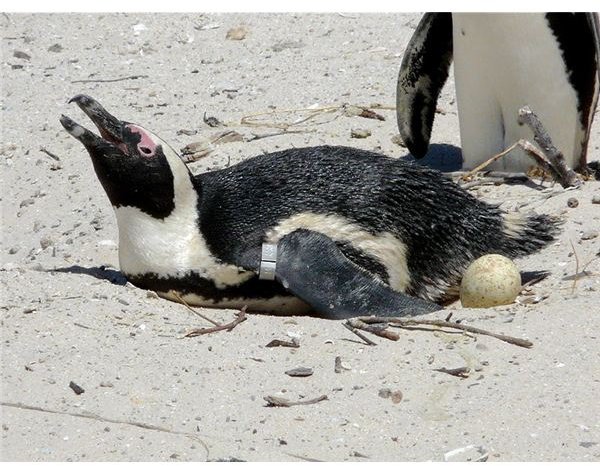 Heat Stressed Penguin on Nest