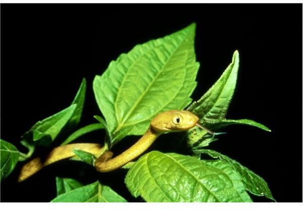 The Brown Tree Snake And Its Devastation of Guam: Example of a Destructive, Invasive Species