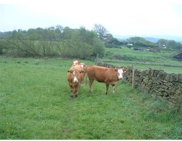 Footpath across grazing land towards Bracken Hill - geograph.org.uk - 169572