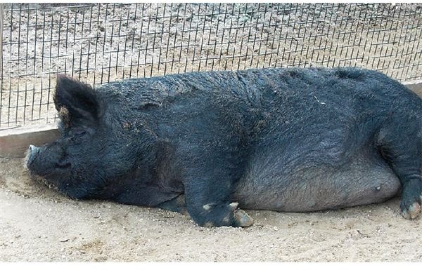 Sleeping Guinea Hog2 by Spinning Spark Wikimedia Commons