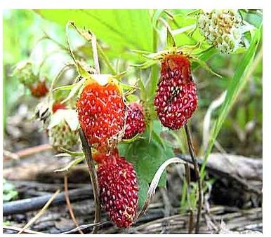 Learn How to Spot Edible Wild Strawberries in the Wilderness