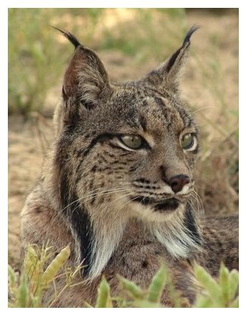 Interesting Facts about the Iberian Lynx: Description, Habitat, Diet, & More