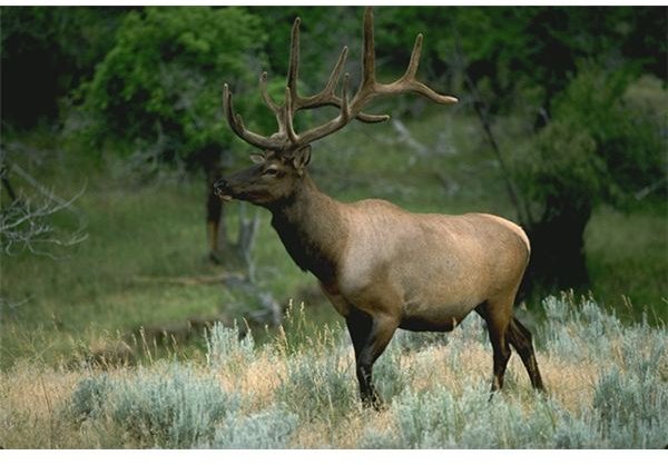 USDA Elk