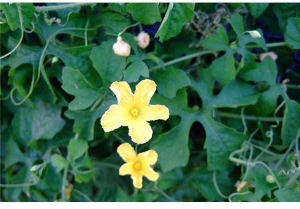 The Bitter Gourd Plant 