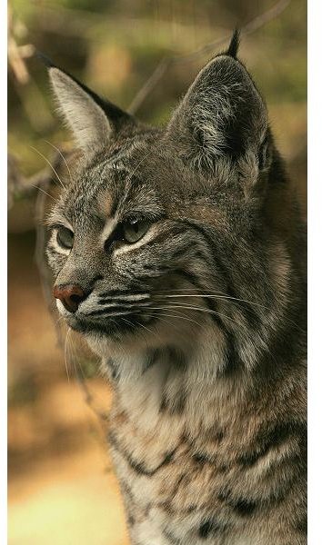 Bobcat Facts and Information: Facts About the National Bobcat Diet, Habitat, Reproduction, Life Span and More