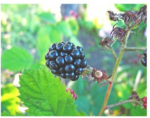 Blackberry Nutrition: Just How Beneficial Are These Dark Berries
