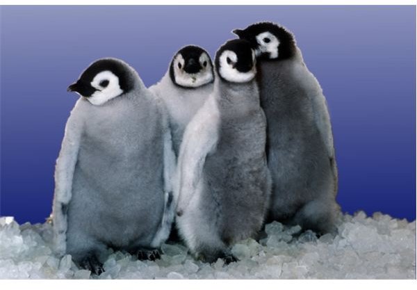 Emperor Penguin Chicks at Sea World