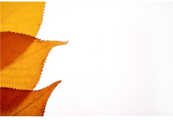 Free Fall Leaf Borders: Make a Gorgeous Autumn Publication Using These Resources