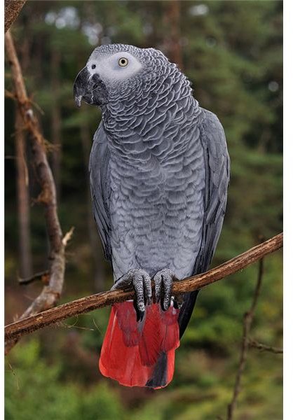 African Grey Parrots: Conservation Threats