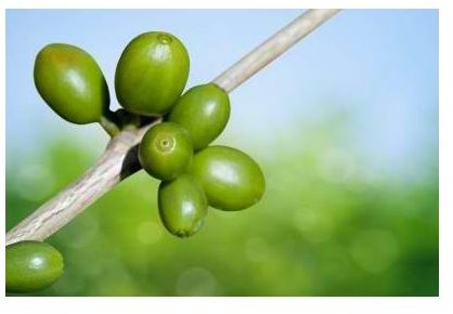 Green Coffee Beans and Their Effect on Weight Loss