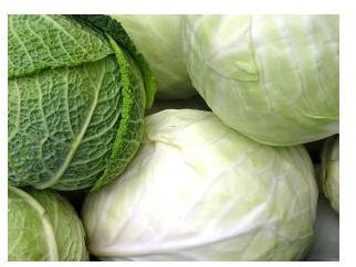 869310 cabbage
