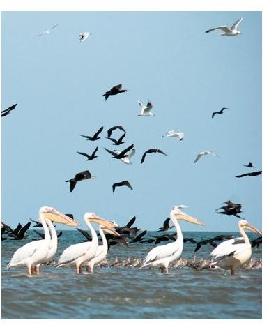 Interesting Facts about Pelicans - Learn about this Fascinating Bird