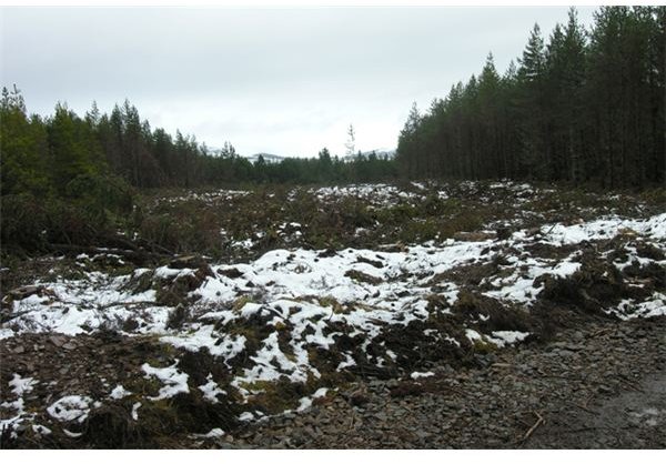 Forest clearing - geograph.org.uk - 756411