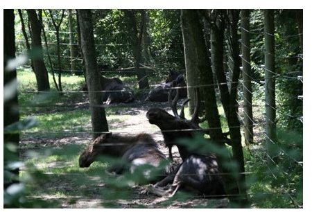 The wires made the Alaskan moose appear trapped