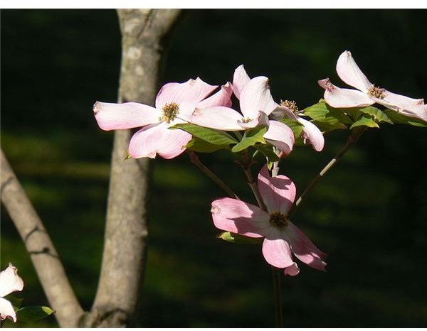 DogwoodPink