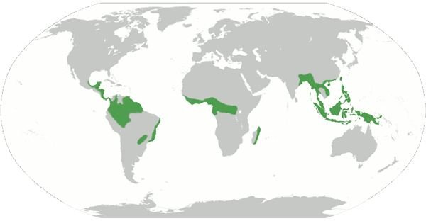 Where are Rainforests Found? Tropical Rainforests of the World: Names, Locations, Descriptions, and Wildlife