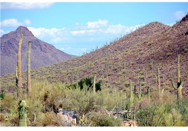 Preschool Desert Themed Activities: The Heat is On!