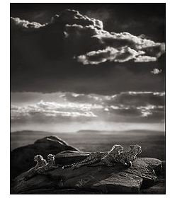 Black and White Photographers: Cheetah & Cubs Lying on Rock