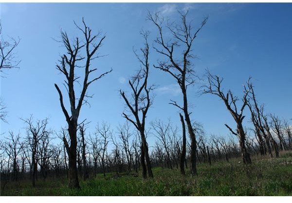 Dead forest near Lagodekhi 2