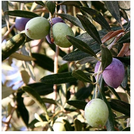 What Vitamins and Minerals Do Green Olives Have? Learn How They Benefit Your Health