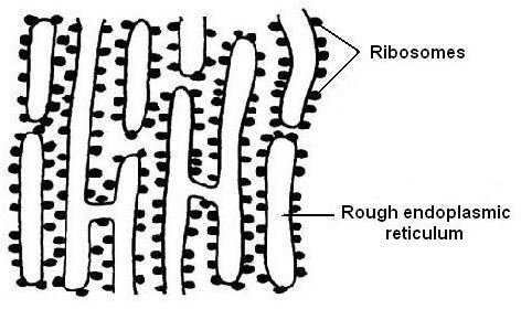 Rough Endoplasmic Reticulum