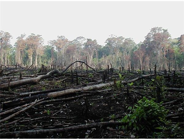 Burning of forest for agriculture in southern Mexico