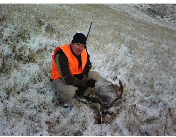 Mule Deer Near Cascade, Montana