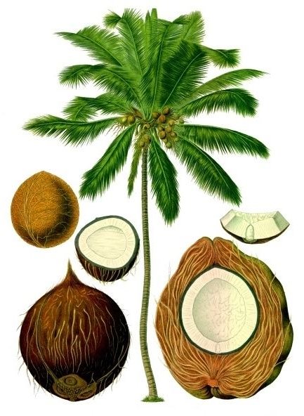 Learn the Health Benefits of Coconut Milk