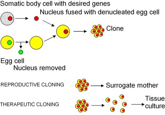 Reproductive and Therapeutic Cloning - A Look at the Uses of Somatic Cell Nuclear Tansfer