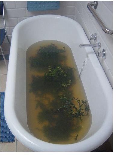 The Benefits of a Seaweed Bath for Well-Being