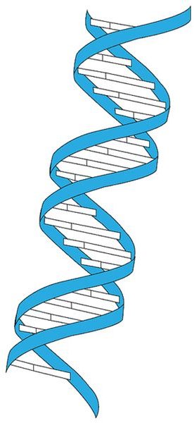 DNA Extraction Technique and Experiment for High School Students