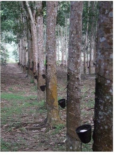 rubber trees