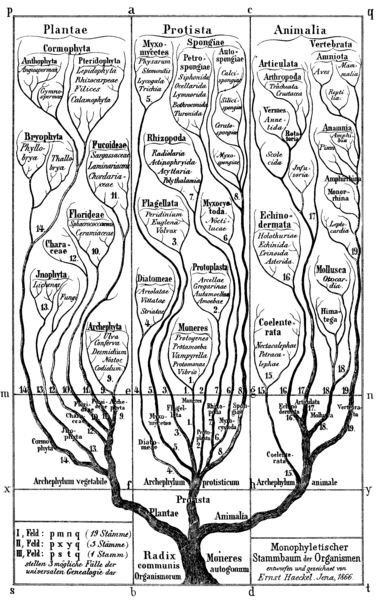 purpose of evolutionary tree