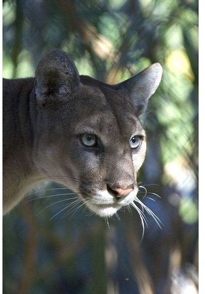 Florida Panther Facts For Kids Kids Matttroy