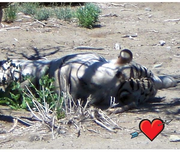 White Bengal Tiger with Heart