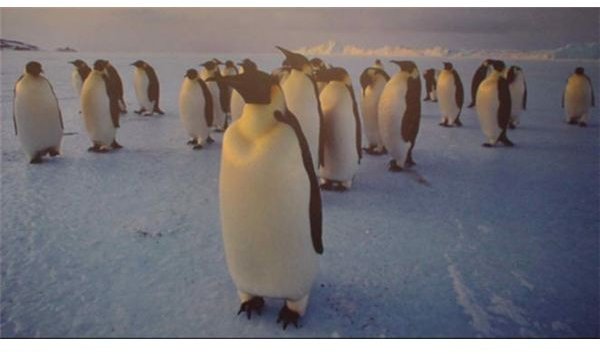 Penguin Peril: Penguin Colonies Face Major Decline Due to Climate Change